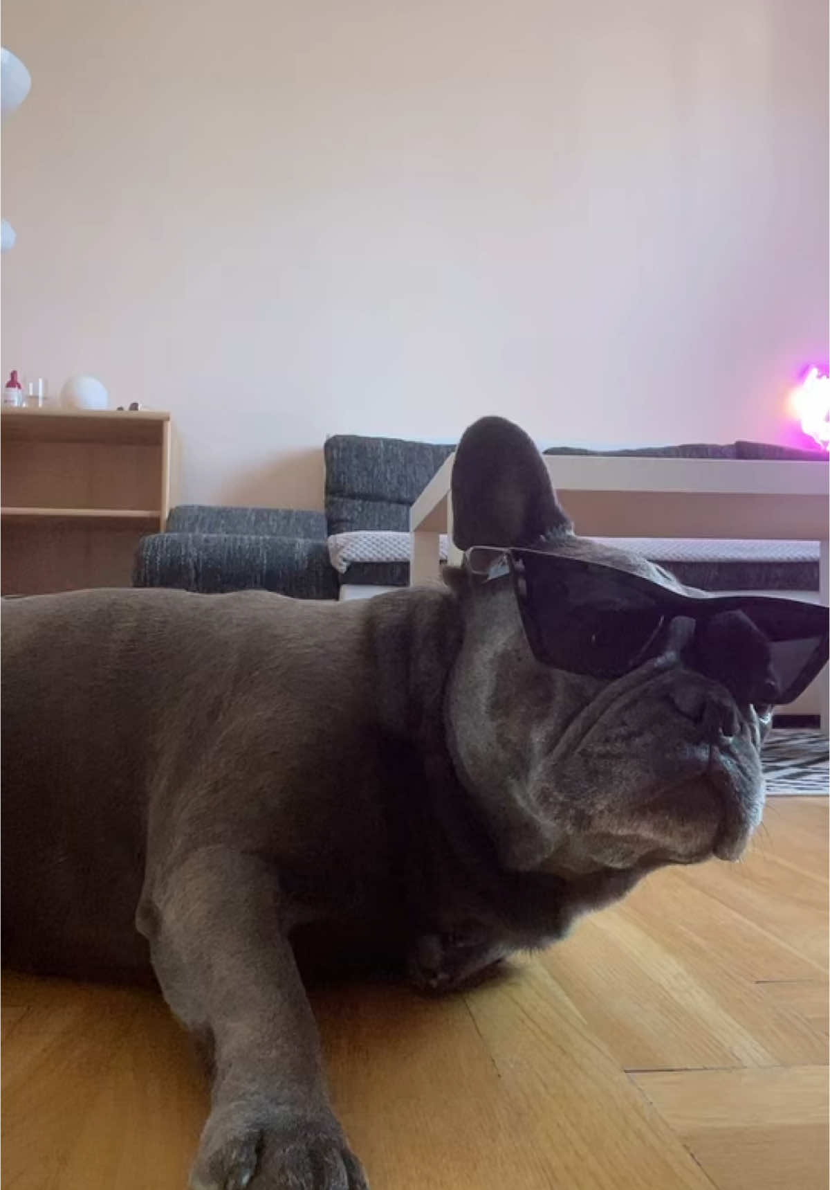 Az en Bugattim defektes lett asszem #fyp #foryou #nekedbelegyen #neked #frenchbulldog #frenchiesoftiktok #puppiesoftiktok #frenchie 