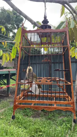 Sesi suai kenal cekgu nga ank murid. 1 bulan dlam jagaan ank 2 ekor ser sarang #merbahlekir #lekirthai #anoksuap #makgolok #viralvideo #fyp 