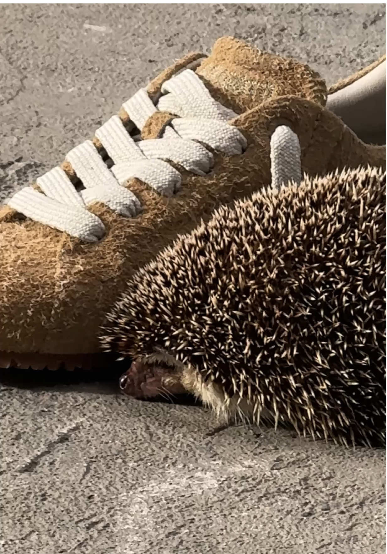 Texture that talks (and sleeps🦔) #axelarigato #hedgehog #animaltok 