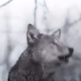 ياذيب بوصيك لاتاكل الذيب🐺 #اريا_ستارك #تيم_وينتر❄️ 