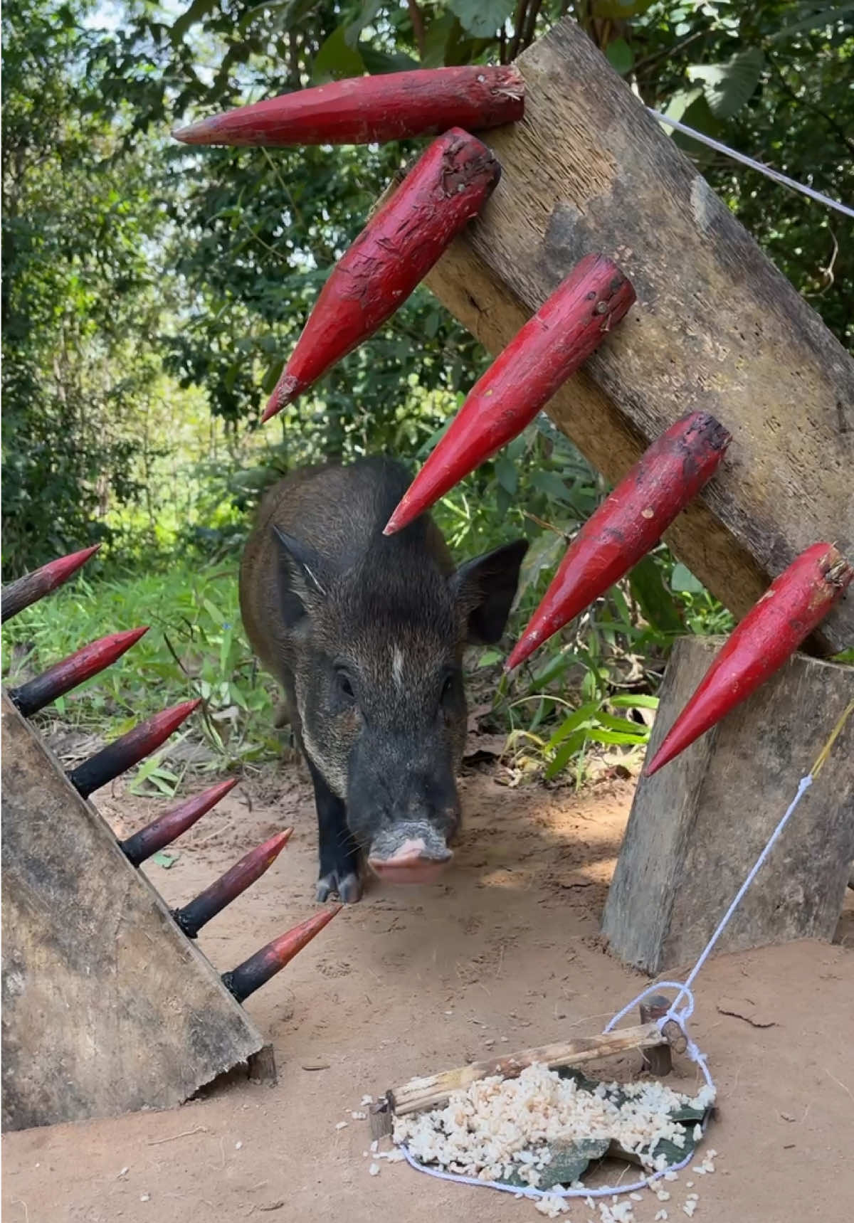 Amazing Quick Powerful Wild Pig Trap Make Using Wood #camping #animals #shorts #bushcraft #bushcraft 