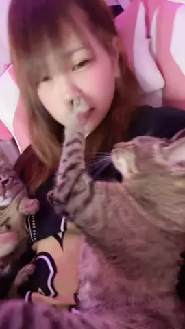 ネコたん界隈でもいい？#もんた界隈 #猫 #界隈 