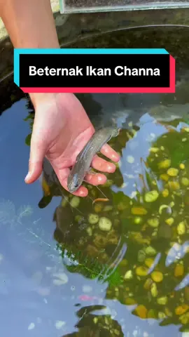 Tipsnya dong supaya sukses beternak ikan Channa Limbata. #fyp #fypシ #cici #id #ai #teknologi #aichatbot #AsistenAICici #animals #hewanpeliharaan #ikan #channa #jidanibrahim02 