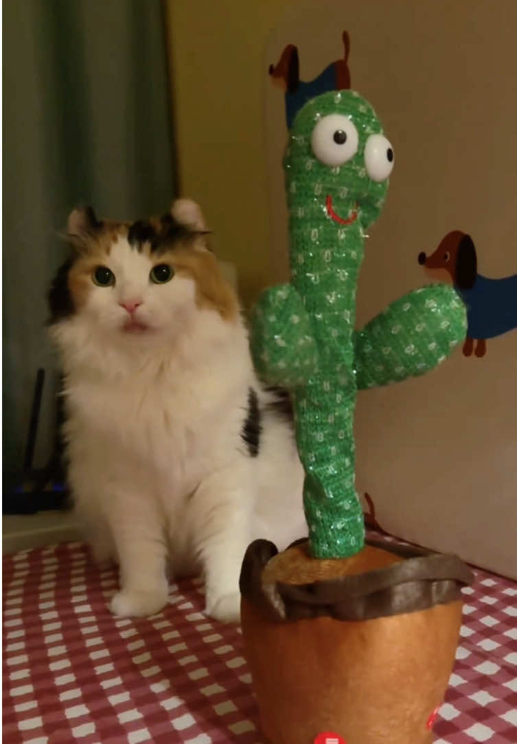 Cats playing with toys🤣#foryou #fyp #cat #funny #tiktok #catsoftiktok