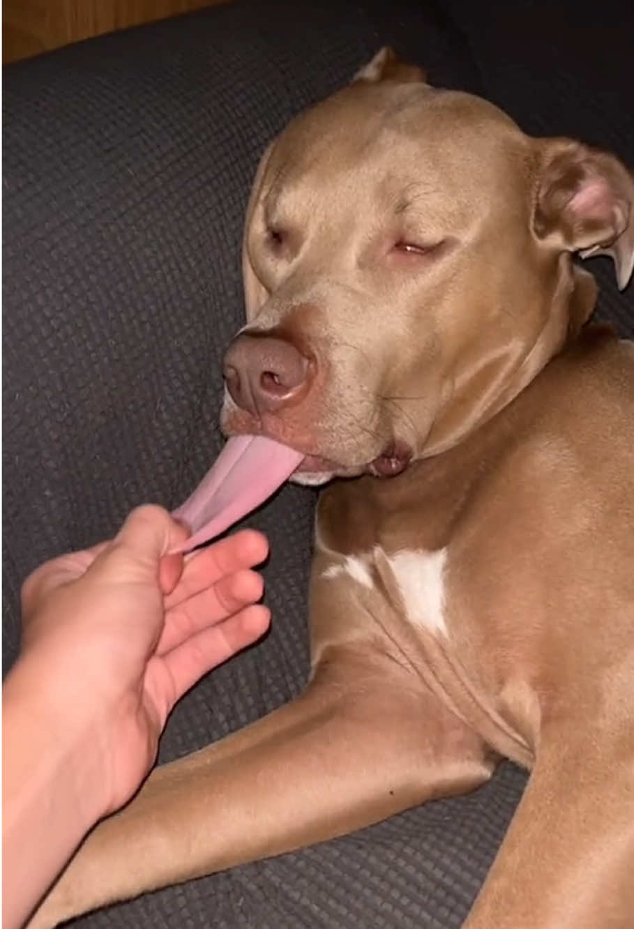 Funny dog 🤣🤣#dog #funny #cute #funnydog #funnyvideos #funnytiktok #dogsoftiktok #fyp #foryou #usa🇺🇸 