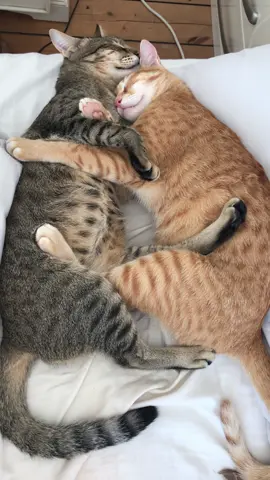 🌼 #cutecat #cat #justinbieber #foryoupage❤️❤️ #viralvideos 