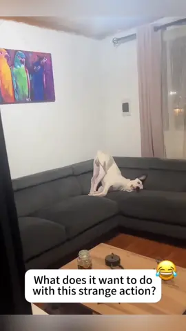 Strange posture #dog #pet #animals #dogsoftiktok #funnydog #funnyvideo #funnymoments #doglife #haha #PetsOfTikTok 
