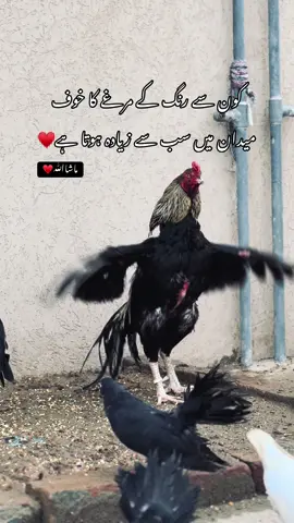 Shensha♥️#tiktok #foryouofficialpage #mianwali 