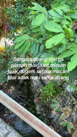 Malah adek milih si bujang itu#storybatak #batak #fyp #katakatabatak #bataktiktok #batakhits #cakapmedan #tuak #slot 