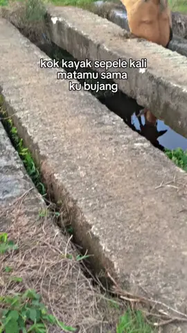 bujang