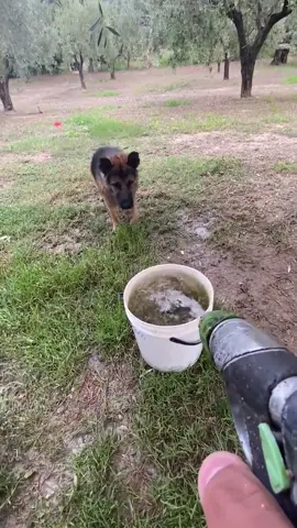 Dig love water #foryou #funnytiktok #tiktok #funnyvideos #dog #funnydog #funny #dogsoftiktok 