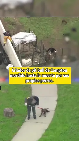 Criador de pit bull de Comptonmordido hasta la muerte por sus propios perros.#news #breakingnews #fyppppppppppppppppppppppp #fyp #dogs #compton 