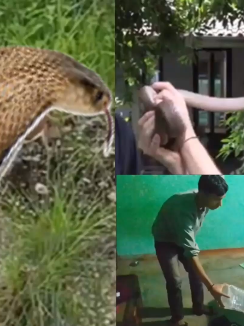 हेटौंडामा फेरिपनि भेटियो विषै थुक्ने चन्द्रनाग सर्प अति रिसालुMonocled Cobra Rescue