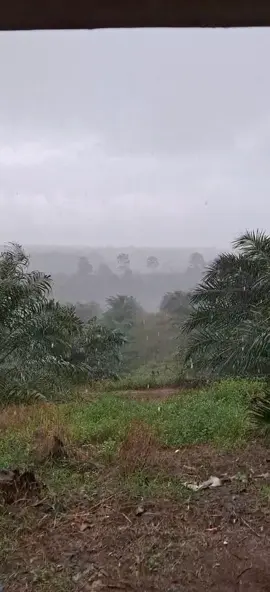 #kontensawit #tiktokviral #sawitbengkulu #petaniindonesia🇮🇩🇮🇩🇮🇩🌿🌿 #reel #tiktoktani #fyppppppppppppppppppppppp #sawitkalimantan #petanisawitsukses #sawitindonesia #sawitsumatra #reels #babusawit #