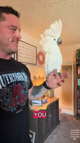 He knows his age ☠️ and thought he was told to go 💩  Crazy cockatoo! It’s like Bentley understands what we’re saying  #talking #parrot #funny #5 #five #Outdoors  #bird #birds #birdsoftiktok #pets #petlover #PetsOfTikTok #fyp #cute #Love 