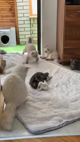 Tezak zadatak… koliko mačića vidite na snimku? 🙈 #cat #catsoftiktok  #kitten #viralvideos #nevaangels 