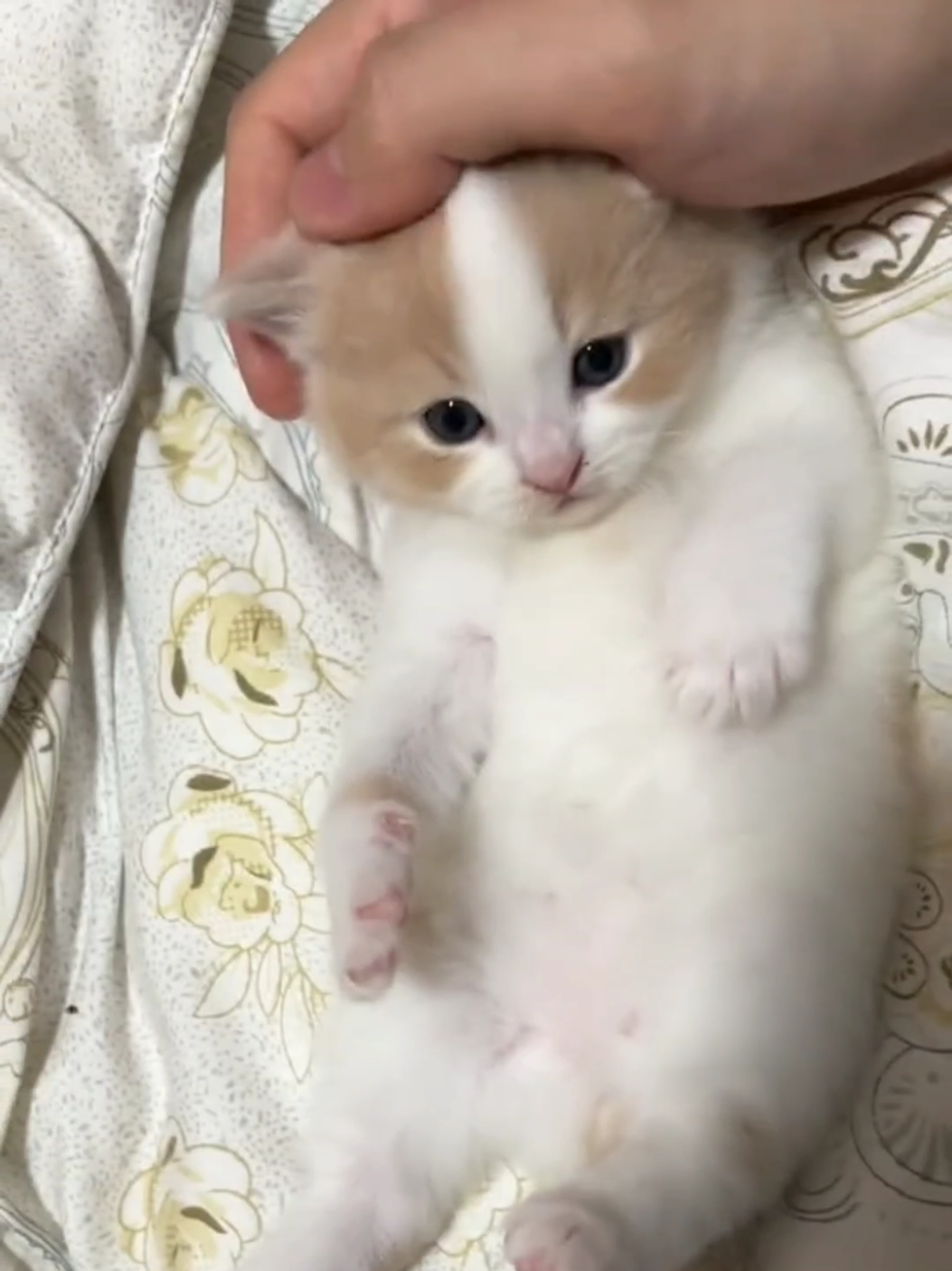 A very Obedient kitten.😊#cute #kitten #cats #pets 