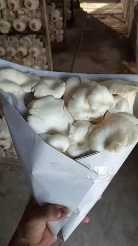 @##Aku datang untuk melamarmu##fypppppppppp ## buket persi petani jamur tiram##