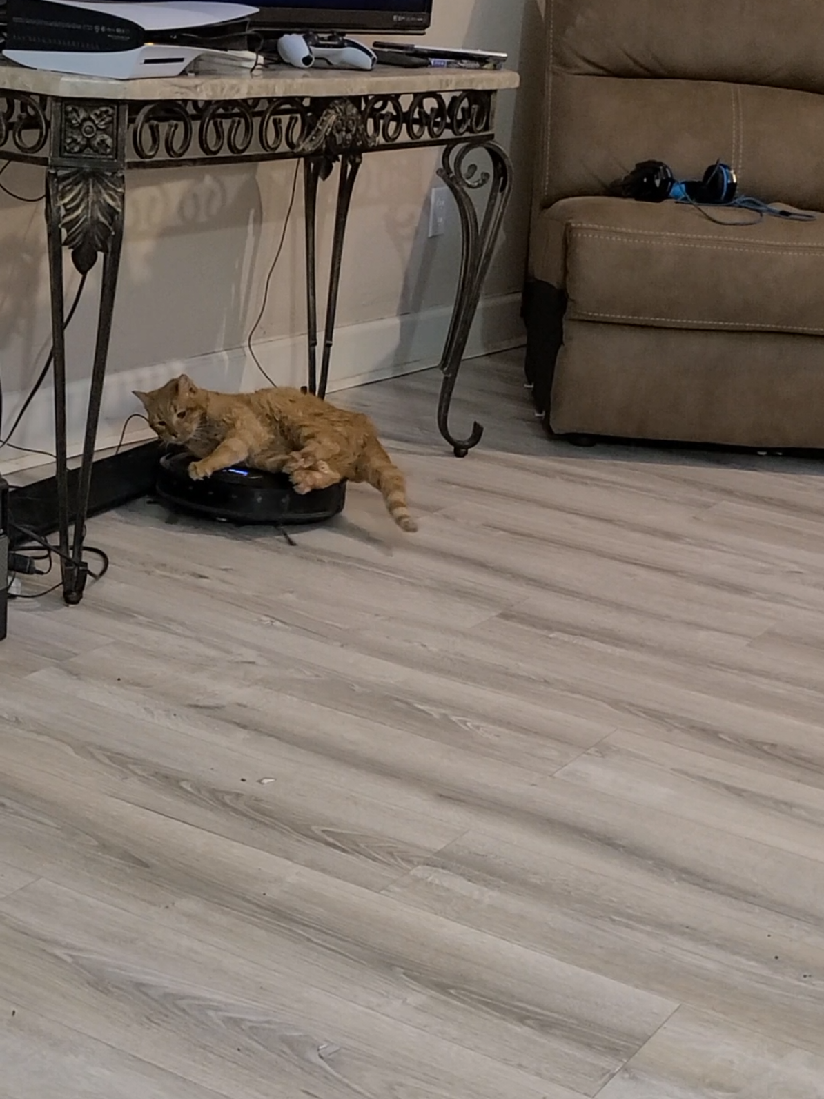 #livingmybestlife #fyp #orangecatbehavior 