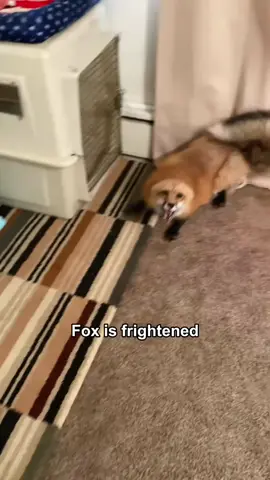 Cute Fox 🦊 #fox #fyp #foryou #funny #foryoupage #pet 