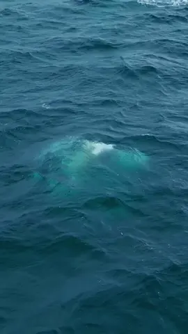 dance of whales 🌊 #amazingocean #orca #dolphins #whale 