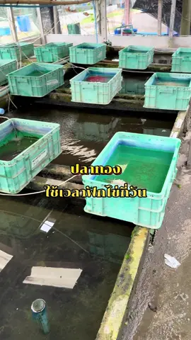 น้องปลาทองใช้เวลาฟักไข่กี่วันกันนะ🧡#ปลาสวยงาม #ปลาทอง #gofish #สัตว์เลี้ยงtiktok #ศักดิ์ชัยฟาร์มปลาสวยงาม #sakchaifarm #ปลาทองฮอลันดา 