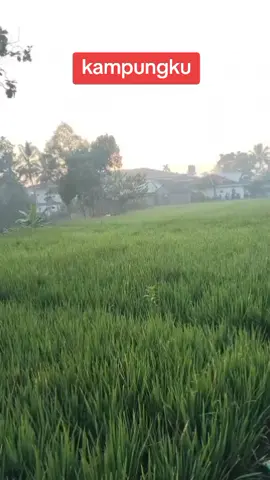 #videoviral #shortviral #fyppppppppppppppppppppppp #kampungku
