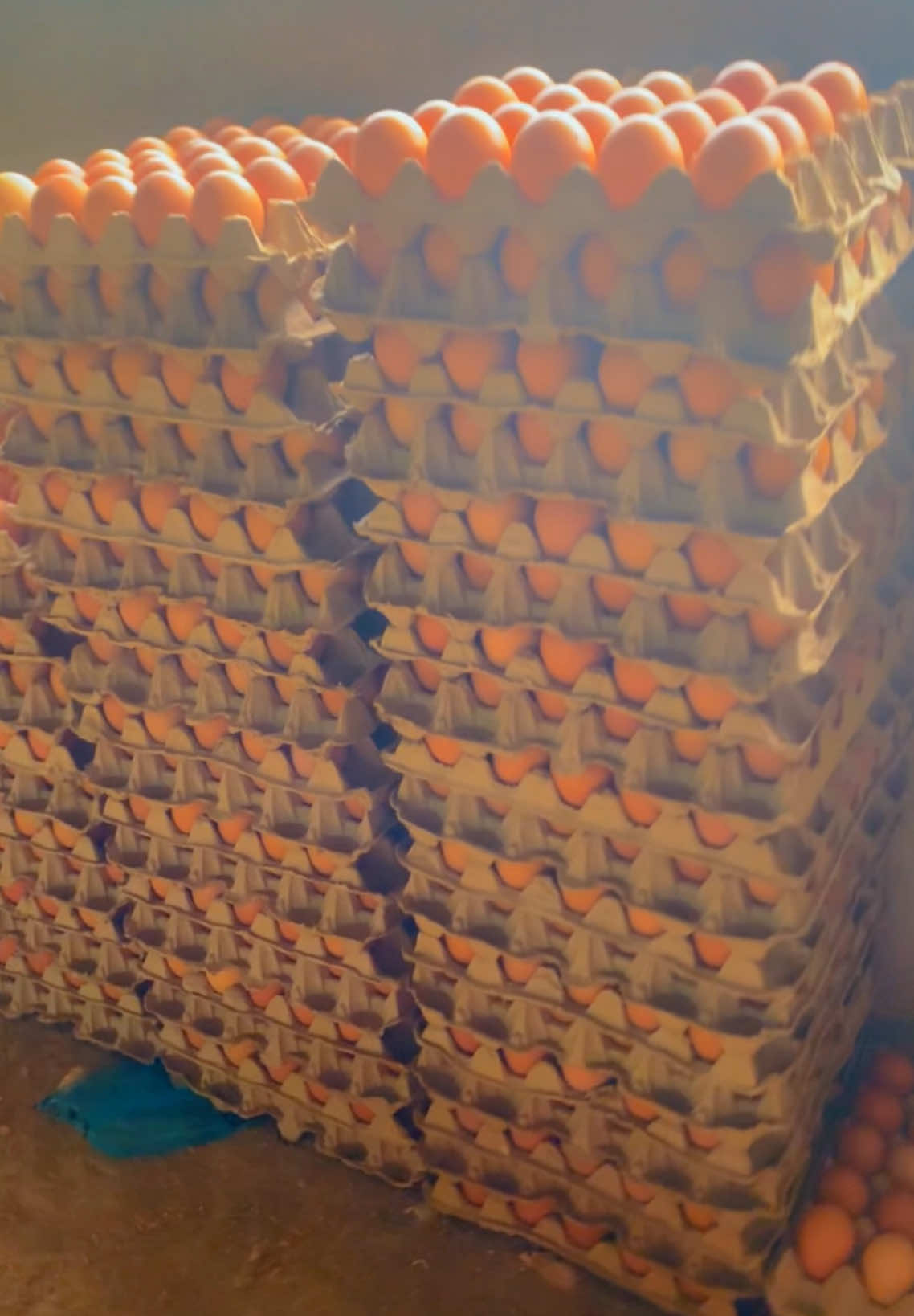 One side  🕺 🐓🥚🥚 #poultryfarming #goldeneggs #ghanatiktok #poultry #farming #fyp #ghana #dayoldchicks #akokorkwesi 