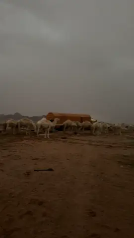 #الابل_الشتاء_المطر🌧️🐪#fyyyyyyyyyyyyyyyyyyyyyyyyyyyyyyyyyy 