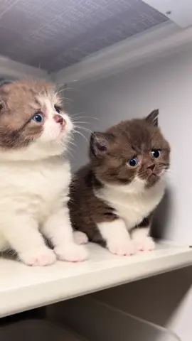 pada liatin apa si de😚 #adopsikucingjogja #adopsibritishshorthair #adopsibritish #kucingbritish #bshjogja #britishimport #bshcinnamon #kittenbritish #britishjakarta #adopsikucing #bshkitten #openadoptkucing#cute #catsoftiktok #cats#adopsikucingjakarta #adopsikucingsurabaya #adopsikucingtangerang #adopsikucingbekasi #cinnamonimport