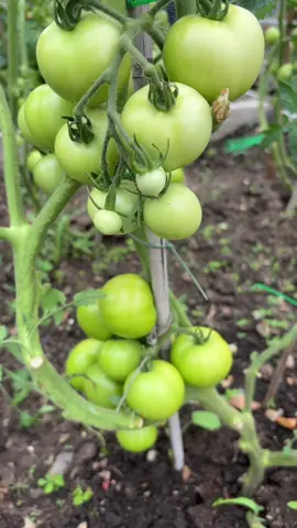Another day at the allotment#foryou #foryourepage #allotment #tomatoes 