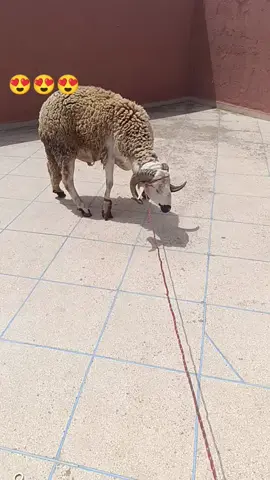 #♥️♥️😍 