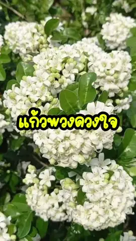 #แก้วพวงดวงใจ 🌸🦜 #ต้นแก้วพวงดวงใจ #ดอกไม้ #ไม้หอม #ดอกไม้ไทย #สวนเรืองศักดิ์พันธุ์ไม้  #สวน 