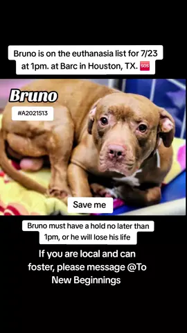 🆘 On the euthanasia list Wednesday, 7/23 🆘   ⏰Bruno must have a hold no 𝗹𝗮𝘁𝗲𝗿 𝘁𝗵𝗮𝗻 1pm or he will lose his life.🥺 We need pledges and a local foster for a rescue to help.💰🏡 🚩Please do not honor pledges until the post has been updated with rescue information and a freedom picture. Please reach out with any questions or concerns 💙🐶  #A2021513 Bruno 7/3 Stray | Staffie Mix | Neutered Male | 2Y | 57lbs | HW+low 🎥https://youtube.com/shorts/A8MosoC94nQ?si=O4-zmGf4p5QMryu7 💜 𝗩𝗼𝗹𝘂𝗻𝘁𝗲𝗲𝗿 𝗡𝗼𝘁𝗲𝘀: We were not able to meet Bruno. If you're interested in helping us meet the animals, please message us!  📝 𝗦𝗵𝗲𝗹𝘁𝗲𝗿 𝗡𝗼𝘁𝗲𝘀: None 🚑𝗠𝗲𝗱𝗶𝗰𝗮𝗹 𝗡𝗼𝘁𝗲𝘀: Normal 🚨Notes from BARC: Heartworms; LOS 19+ Days 📌 Please contact BARC if you are local and can help! Neither BARC nor the page can assist out of state adoption or foster offers. We are NOT the shelter. 💌 𝗔𝗹𝗹 𝗵𝗼𝗹𝗱𝘀 𝗠𝗨𝗦𝗧 𝗯𝗲 𝗶𝗻 𝘄𝗿𝗶𝘁𝗶𝗻𝗴, 𝘀𝗼 𝗽𝗹𝗲𝗮𝘀𝗲 𝗱𝗼 𝗻𝗼𝘁 𝗖𝗮𝗹𝗹. 𝗜𝗳 𝗟𝗼𝗰𝗮𝗹 𝗮𝗻𝗱 𝗶𝗻𝘁𝗲𝗿𝗲𝘀𝘁𝗲𝗱 𝗶𝗻 𝗙𝗼𝘀𝘁𝗲𝗿𝗶𝗻𝗴 𝗼𝗿 𝗔𝗱𝗼𝗽𝘁𝗶𝗼𝗻, 𝗲𝗺𝗮𝗶𝗹 𝗮𝗹𝗹 𝗯𝗲𝗹𝗼𝘄:  barcfoster@houstontx.gov barcadoptions@houstontx.gov BARC.Aid@houstontx.gov 𝐏𝐥𝐞𝐚𝐬𝐞 𝐮𝐬𝐞 𝐭𝐡𝐞 𝐚𝐧𝐢𝗺𝐚𝐥’𝐬 𝐬𝐞𝐯𝐞𝐧 𝐝𝐢𝐠𝐢𝐭 𝐈𝐃 𝐧𝐮𝗺𝐛𝐞𝐫 𝐰𝐡𝐞𝐧 𝐜𝗼𝐧𝐭𝐚𝐜𝐭𝐢𝐧𝐠 𝐭𝐡𝐞 𝐬𝐡𝐞𝐥𝐭𝐞𝐫. 📍BARC Animal Shelter  3200 Carr St Houston, TX 77026 www.houstontx.gov #fosteringsaveslives #fyp #adoptdontshop #savealife #urgentshelterdogs #adopt #foster #rescue 