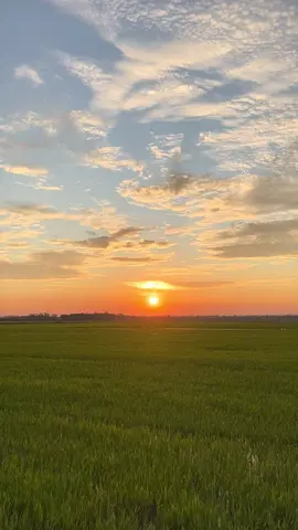 Sunset 🌻 #sawah #senja #skies #sunset #countryside 