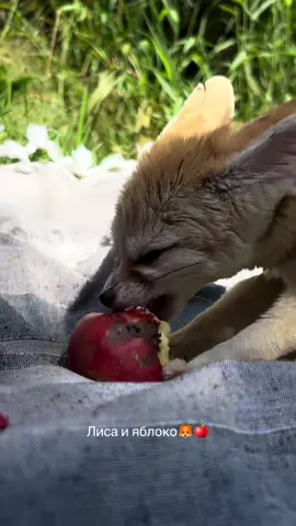 #лисафенек #фенек #пустыннаялиса #fennecfox #foxy #cuteanimals 