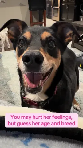 Guess her age! She’s a squirrel and rabbit chaser, marathon runner, sun bather, obident, and sleepy girl. We rescued her but recently did a DNA test on her!