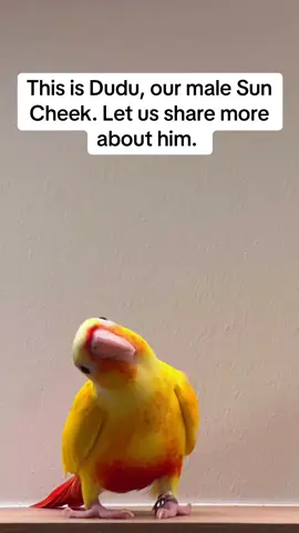 About Dudu our Sun Cheek #parrot #conure #pet #bird #birdsoftiktok #conurelove #parrotlife #fyp #cute 