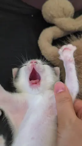 So cute #cutecat #pet #kucing #kitty 