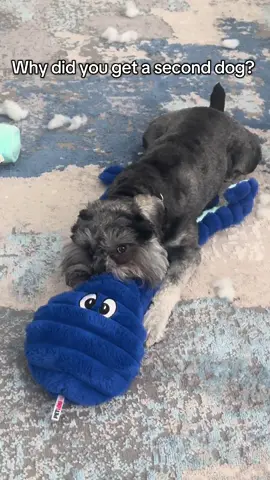 I could say, I got Onyx a dog 😂   They play all day and keep each other company 🥹🥰 #creatorsearchinsights #fyp 