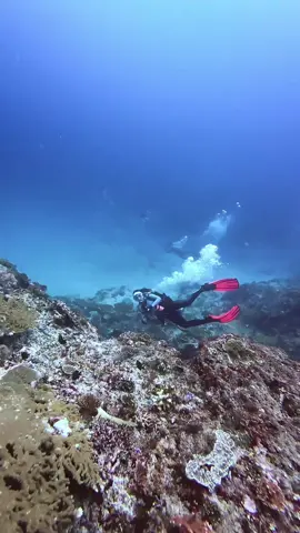 enjoy the current🤙🏻 📍 Shotgun #myunderwaterworld  #scubadiving #scubadiverslife #underwater #underwaterworld  #underwatervideo 