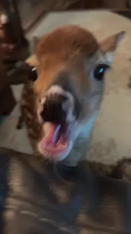 it's gotta be crazy discovering completely new food that becomes your favorite #bodhi4prez #viral #fypシ #hellyeah #silly #animal #PetsOfTikTok #cute #chilling #fyp #doe #buck #deer #deertiktok #deercore #deertok #fawn #peaches #peach 