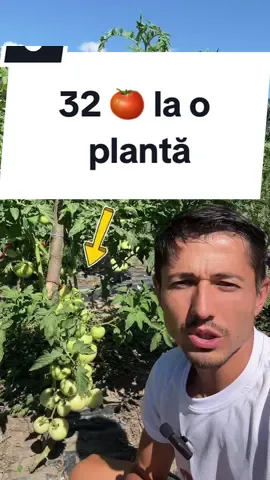 Ca răspuns pentru @🤍🫶🏼 doar natural, nam folosit nimic chimicale. Invatativa sa faceti îngrășăminte naturale și stropiți și pe frunze, și dați și la rădăcină. E gratis, puteți să-l faceți din ce aveți în grădină, bucătărie sau unele plante de pe deal/pădure precum urzică sau tătăneasă care se găsesc peste tot #altfeel🥦 #altfeelpost🍯 #altfeelretete🥗 #altfeelsanatate🥙 #altfeelslabire🥒 #altfeelcunostinte📚 #altfeelplante🍃 #moldova🇲🇩 #moldova #romania #romania🇷🇴 #romanian #sanatate #sanatateafemeii #sanatateabarbatului #sanatateaevitala 