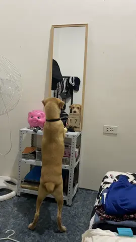 Ganito pala itsura ko ? 😂🐶  #fypシ゚  #foryou  #doglover  #nocopyrightinfringementintended 