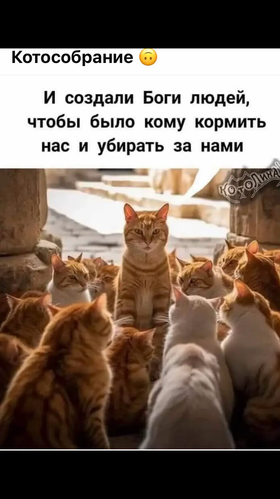 #котики #котики🐈 #котыприколы #котыприколы🤗 
