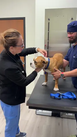 Everyone wish Itsy good luck during her surgery today 🥹 @Muddy Paws Rescue 