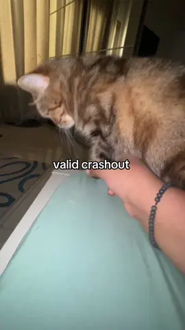 daily unemployed activities #cat #meow #kitty #catsoftiktok #kittensoftiktok #crashout #ragebaiting 