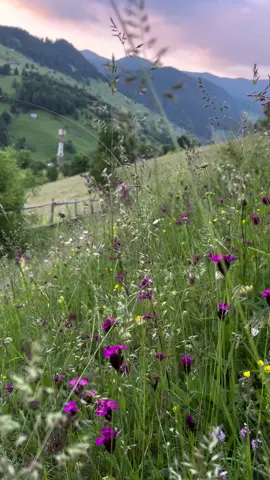 ⛰️🌲🌺⛰️#100k #foruyou #moieciudesus #brasov #romaniatiktok 