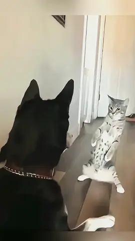 Try not to laugh when you watch 😂😂😂 #funny #dog #animals #funnyvideos #cat #haha #pet #funnypets #PetsOfTikTok #dogsoftiktok 