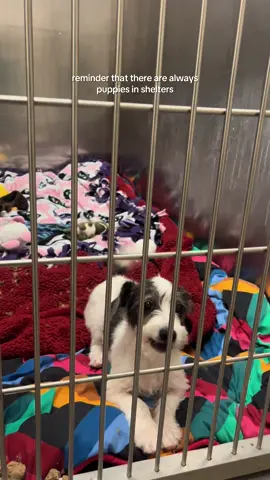 when thinking about adding a puppy into your life, check out your local shelter first 🩵 #adoptdontshop #animalrescue #shelterdog #animalshelter 
